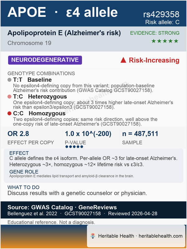 APOE Alzheimer's risk (rs429358)
