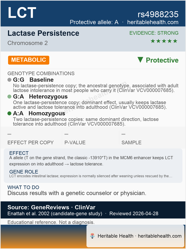 Lactose intolerance (rs4988235)